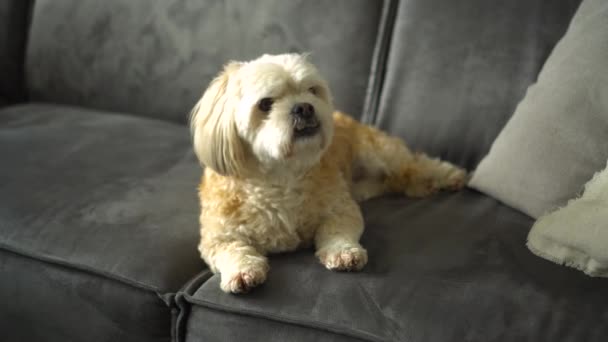 Biały Pies Boomer Shih Tzuh Siedzi Kanapie Rozgląda Się Dookoła — Wideo stockowe