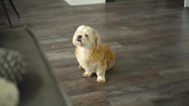 Witte Shih Tzu Boomer Hond Zit Vloer Kijkt Naar Camera — Stockvideo