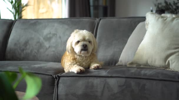 船夫石子杂种狗坐在客厅的沙发上 — 图库视频影像