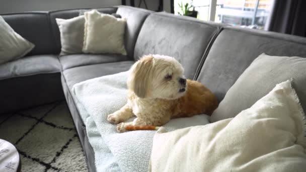 Mixed Breed Shih Tzu Boomer Dog Jumps Sofa — Stock Video