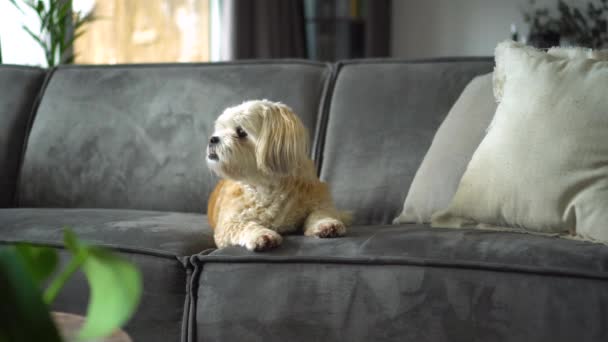 Weißer Shih Tzu Boomer Hund Sitzt Auf Sofa Blickt Zum — Stockvideo
