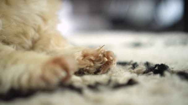 Close Toy Dog Paws Living Room Rug — Stock Video