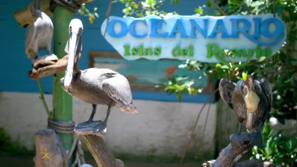 Közepes Lövés Két Pelikánról Oceanáriumban Cartagena Kolumbiában — Stock videók