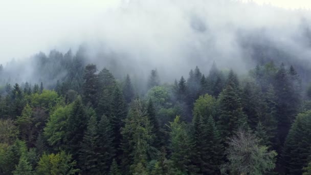 Luftaufnahme Eines Dunklen Bergwaldes Mit Großen Launischen Weißen Wolken Den — Stockvideo