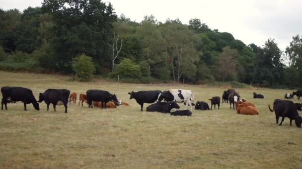 Mezcla Vacas Sentadas Campo Inglaterra — Vídeo de stock