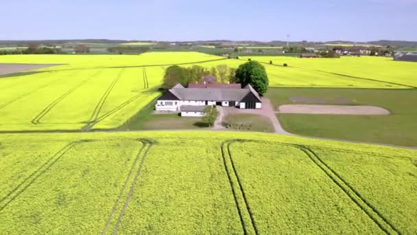 Drone View Barn House Surrounded Canola Fields — Stock Video