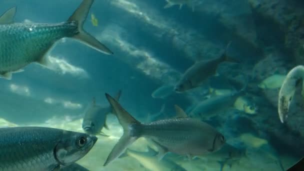 Tortuga Nadando Entre Una Escuela Peces Dentro Tanque Gigante Acuario — Vídeos de Stock