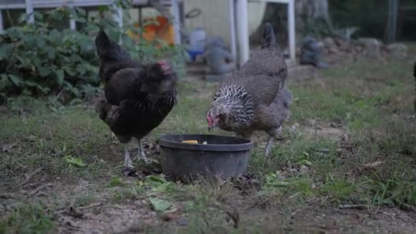 Hühner Essen Melonen Vor Einem Hühnerstall Zeitlupe — Stockvideo
