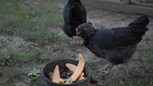 Tavukların Önünde Tavuk Yeme Kavunları Yavaş Çekimde — Stok video