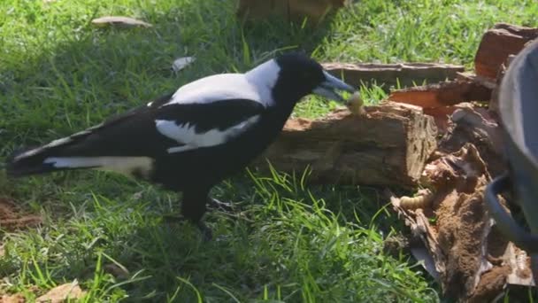 Magpie Australian Mananca Grub Vrăjitoare Dintr Jurnal Copac Putrezit — Videoclip de stoc