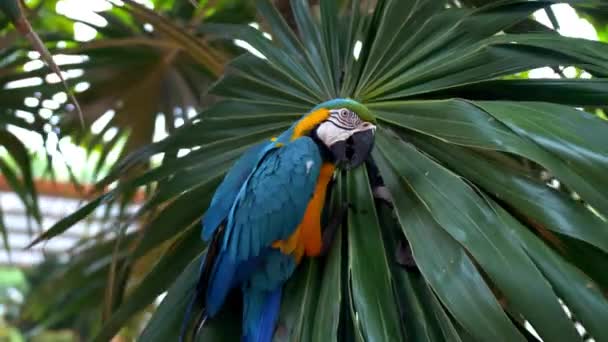 Mediana Toma Loro Colorido Conseguir Comida Árbol — Vídeos de Stock