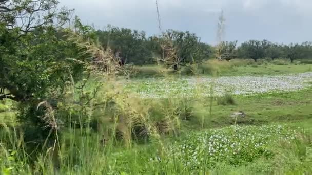Цветок Каша Кана Расцветет Зеленом Поле Окраине Калькутты — стоковое видео