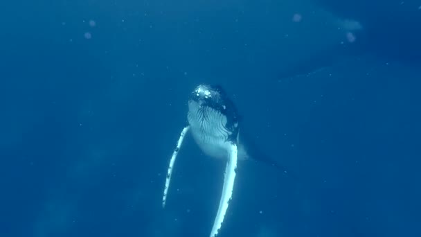 Bultrug Walvis Zwemt Naar Het Oppervlak Van Franse Polynesische Oceaan — Stockvideo