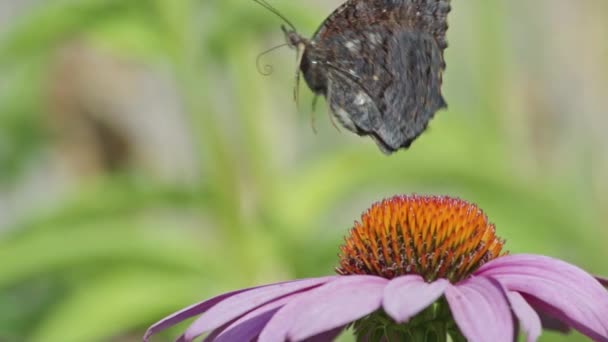 Super Nahaufnahme Eines Fantastischen Fluges Eines Bunten Schmetterlings Der Nähe — Stockvideo