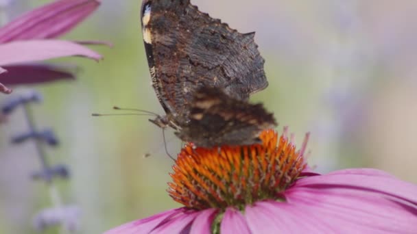 Super Detailní Záběr Motýlů Květinově Fialovém Oranžovém Vaječníku Pohybujících Křídly — Stock video