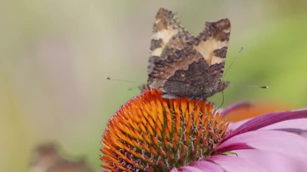 Super Gros Plan Papillons Sur Une Fleur Avec Eux Prenant — Video