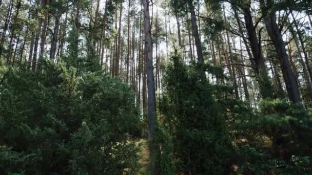 Tilt Shot Polish Boreal Forest Pomerania District Pomorskie Europa Del — Vídeo de stock