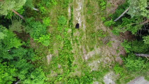 Egy Fekete Köpönyegforgató Tartja Scythe Walking Wilderness Kaszás Légi Felvétel — Stock videók