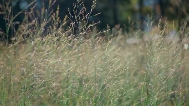 Panicum Virgatum Switchgrass Movendo Suavemente Prado Verão Verde Close — Vídeo de Stock