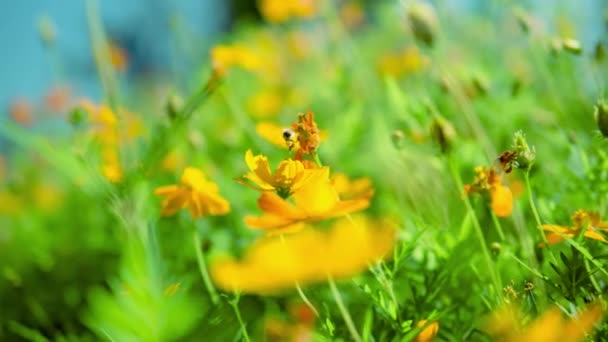 Μέλισσα Στο Κίτρινο Λουλούδι Cosmos Στον Τομέα Επιλεκτική Εστίαση — Αρχείο Βίντεο
