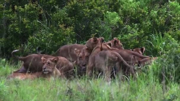 Close Shot Pride Lions Lionesses Play Fighting Each Other Wild — Stock Video
