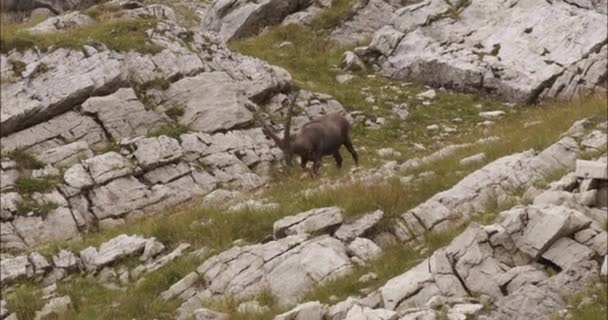 Steinbock Frisst Freier Wildbahn Auf Einer Wiese — Stockvideo