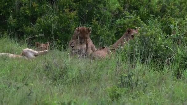 Съемки Гордости Львов Играющих Драки Веселящихся Национальном Парке Микуми Танзания — стоковое видео