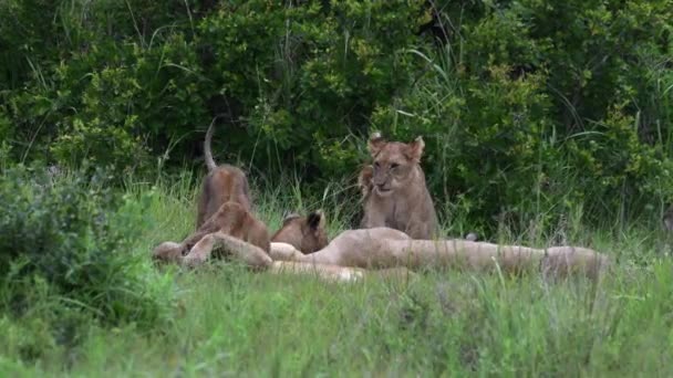 Lew Cubs Grać Walki Sobą Serengeti Tanzania — Wideo stockowe