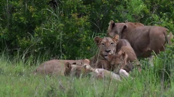 Close Shot Older Lion Standing Guard While Other Cubs Continue — Stock Video