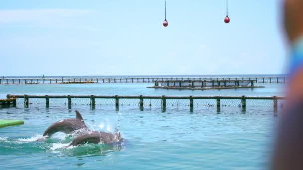 Общий Снимок Дельфинов Выпрыгивающих Воды Развлекающих Туристов Шоу Океанариуме Картахене — стоковое видео