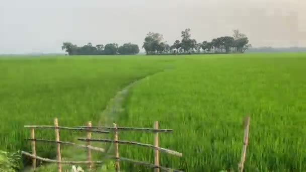 Pov Motorista Que Conduz Através Campo Verde Exuberante Outskirt Kolkata — Vídeo de Stock