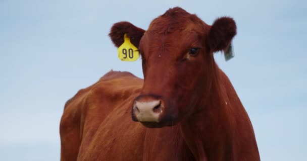 Nahaufnahme Von Red Angus Rindvieh Mit Ohrenanhänger Auf Der Weide — Stockvideo