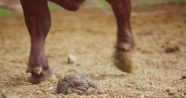 Nahaufnahme Von Rinderbeinen Und Hufen Die Mit Dung Auf Dem — Stockvideo