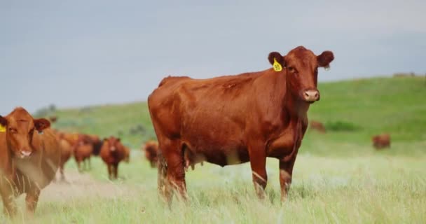 Brown Cows Ear Tags Farmland Cattle Herd Livestock Cows Background — стокове відео