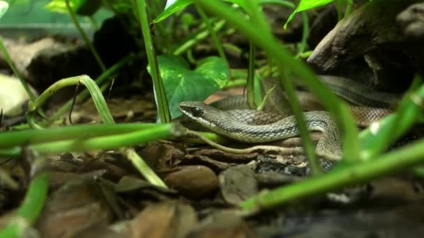 Chironius Exoletus Orm Alias Linné Sipo Eller Vinstocksorm Kryper Marken — Stockvideo