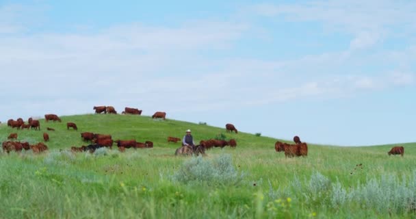Cowboy Montando Cavalo Rebanho Gado Beefmaster Chegando Para Câmera Pasto — Vídeo de Stock