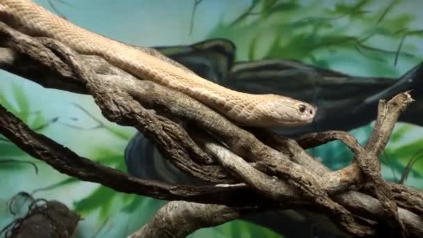 Cobra Monoclé Naja Kaouthia Aussi Appelé Cobra Monocellulaire Captivité — Video