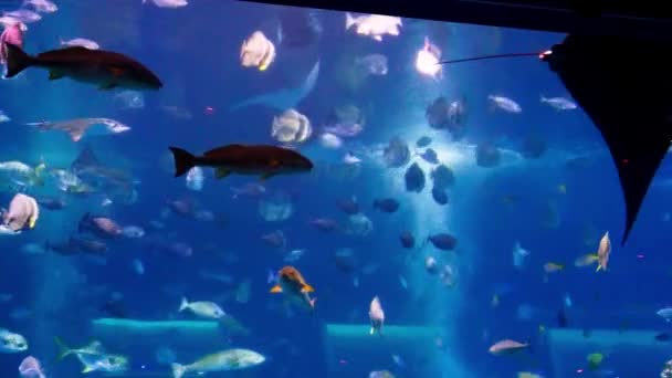 Ğneli Vatozlar Singapur Akvaryumundaki Diğer Balıklarla Birlikte Yüzen Köpekbalıklarına Bağlı — Stok video