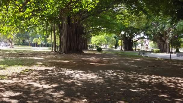 Banyan Fák Ficus Benghalensis Rendkívüli Gyökerek Nőnek Ágak Város Pak — Stock videók