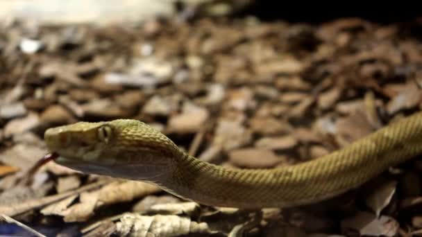 Bothrops Insularis Φίδι Γνωστό Χρυσή Κεφαλή Lancehead Ενδημία Στην Ilha — Αρχείο Βίντεο