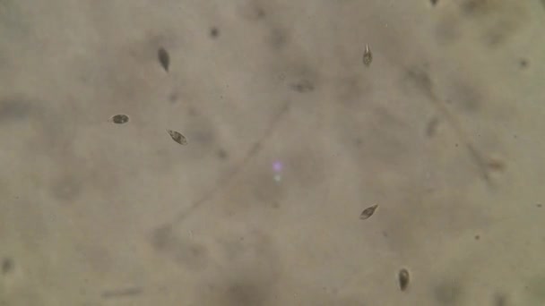 Microrganismos Uma Gota Água Não Potável Visão Microscópica — Vídeo de Stock