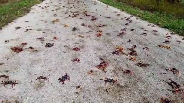 Rode Krabben Zwermen Trekken Terug Stranden Van Havana Cuba Pov — Stockvideo