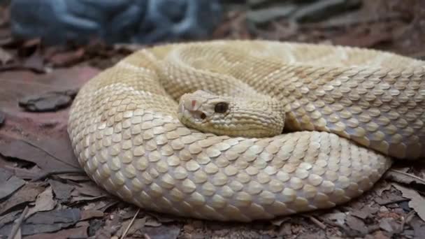 Bothrops Insularis Snake Known Golden Lancehead Close View — Stock Video