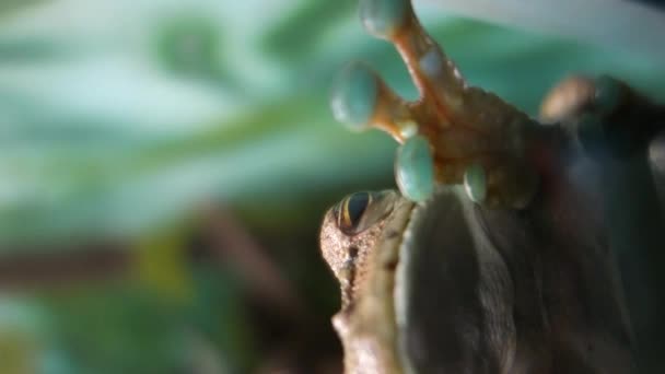 Itapotihyla Langsdorffii Ocellated Treefrog Обнаруженный Бразильском Биоме Атлантического Леса Вертикал — стоковое видео