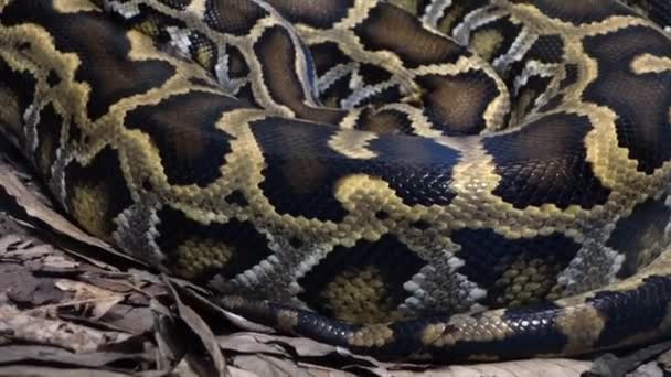 Közel Egy Burmai Python Kígyó Python Bivittatus Feltekeredett Statikus Földön — Stock videók