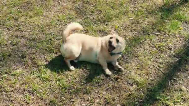 Tan Welsh Corgi Hund Der Leine Liegen Und Bellen Auf — Stockvideo