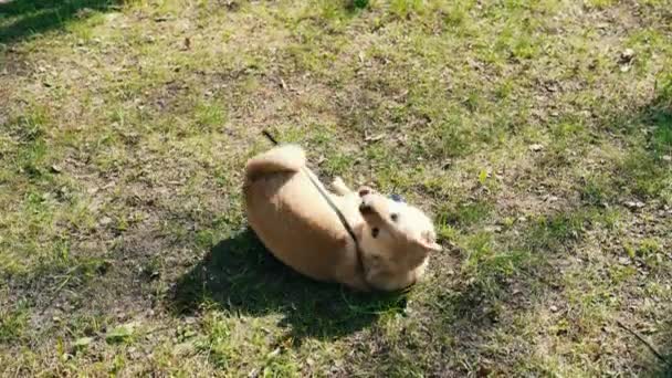 Tan Welsh Corgi Dog Rolling Grass Bark Its Owner Park — стоковое видео