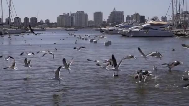 Gaivotas Voam Com Pescadores Peixe Alimentá Los — Vídeo de Stock