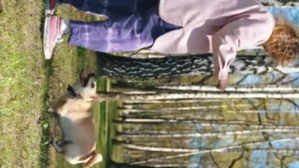 Verticale Schot Van Mannelijke Welsh Corgi Hond Staande Zijn Achterpoten — Stockvideo