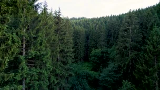 Evergreen Tallskog Tyskland Drönaren Flyger Lågt Genom Träd Ovanför Glänta — Stockvideo